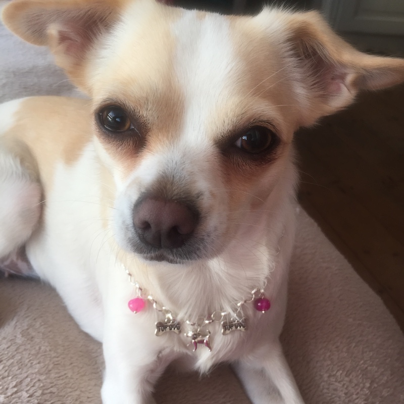 Dog Necklaces and Bandanas